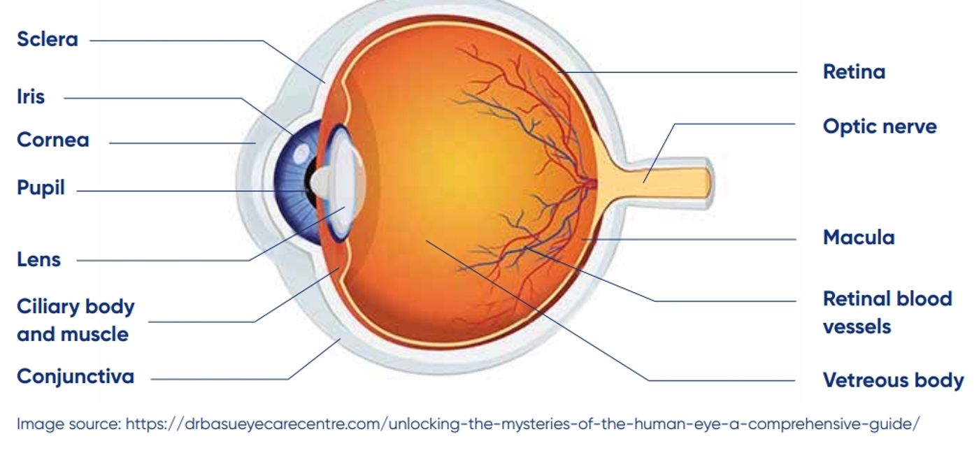 The human eye