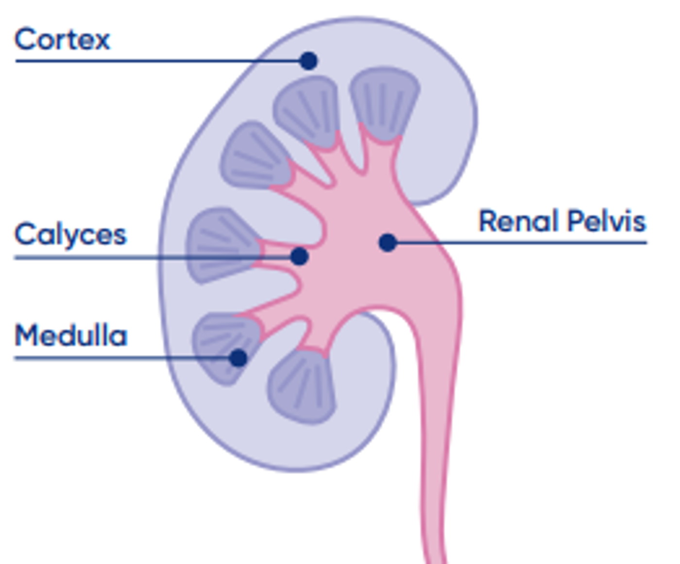 Kidney pelvis dilatation